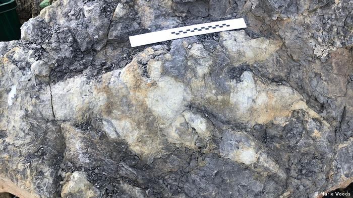 Hallaron una gigantesca huella dejada por un dinosaurio hace 166 millones de años en la costa de Yorkshire, en el Reino Unido. Crédito: Marie Woods/Universidad de Manchester