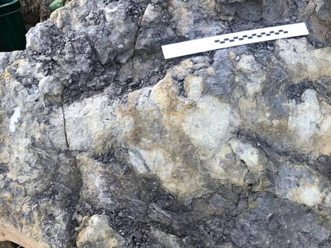 Hallaron una gigantesca huella dejada por un dinosaurio hace 166 millones de años en la costa de Yorkshire, en el Reino Unido. Crédito: Marie Woods/Universidad de Manchester