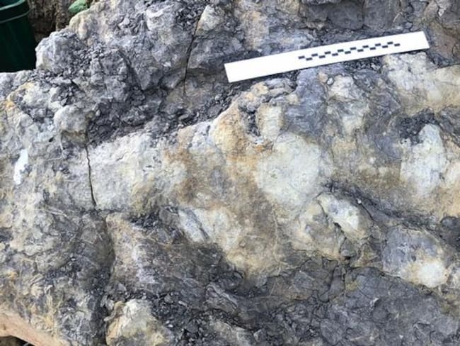 Hallaron una gigantesca huella dejada por un dinosaurio hace 166 millones de años en la costa de Yorkshire, en el Reino Unido. Crédito: Marie Woods/Universidad de Manchester