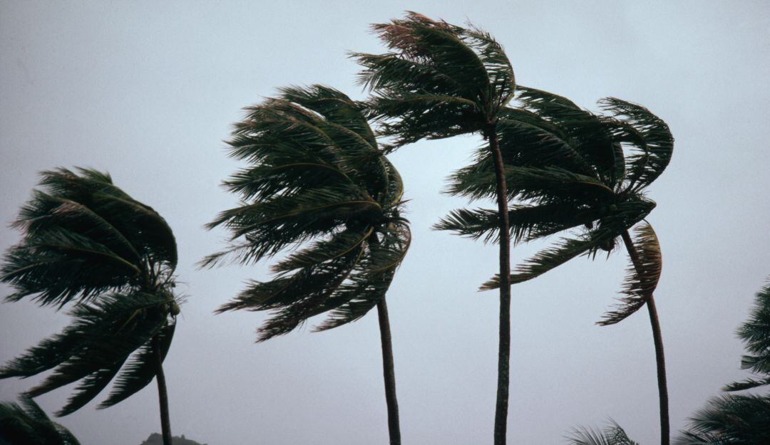 Imagen de referencia