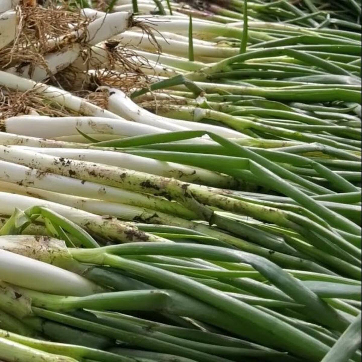 Este viernes habrá ‘Cebollatón’ en Bucaramanga