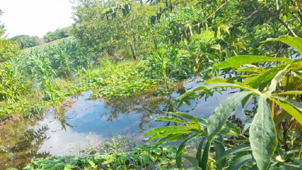 Más de 50 familias afectadas por inundación de cultivos al sur de Atlántico