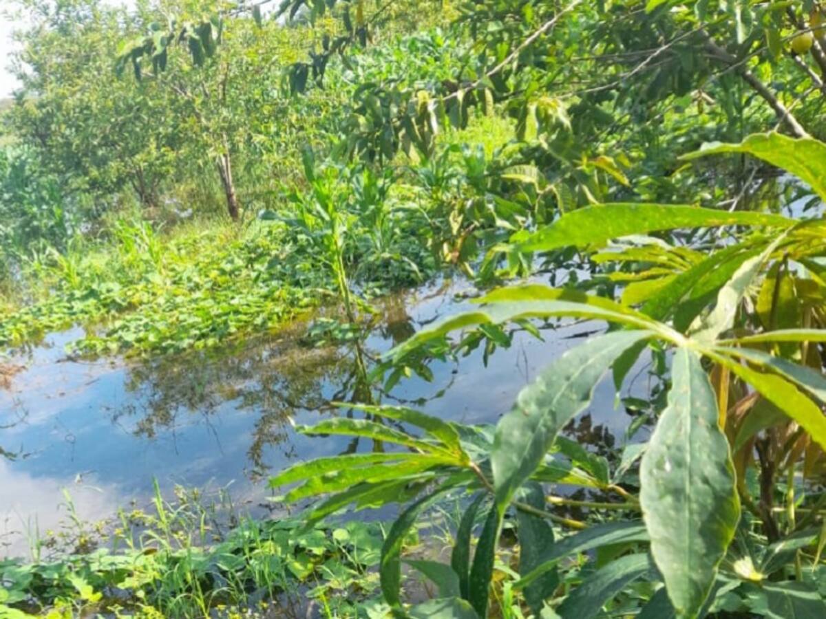 Más de 50 familias afectadas por inundación de cultivos al sur de Atlántico