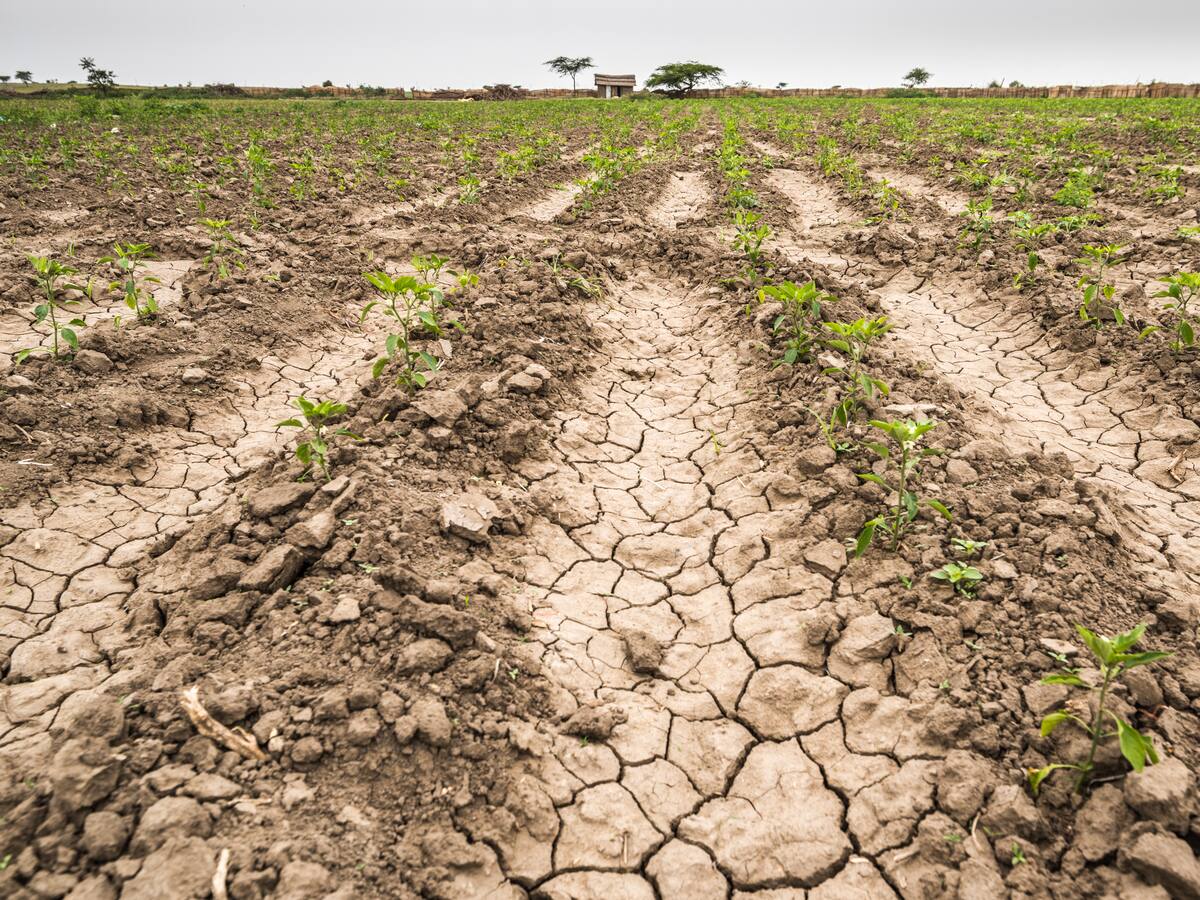 ¿Qué pasaría en el mundo si deja de llover? Esto dijo la IA