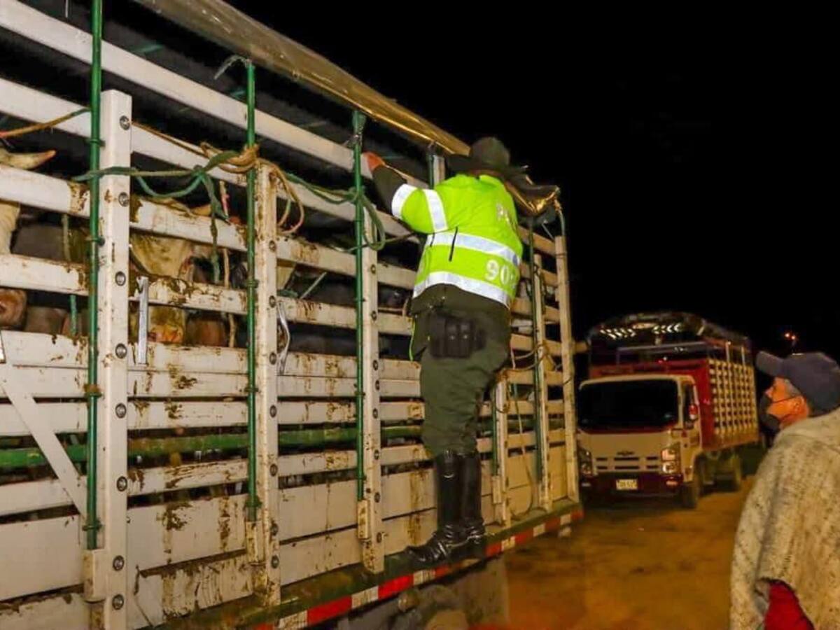 Por Tuberculosis Bovina serian sacrificados 80 bovinos en Puerto Boyacá