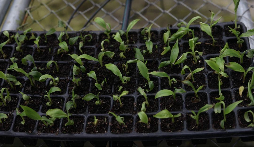 Proceso de clonación vegetal