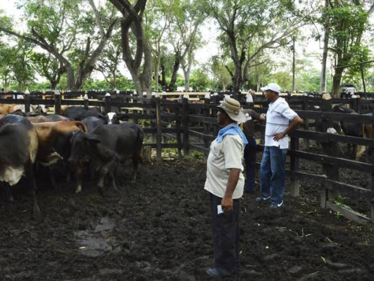 Gobierno hizo todo lo posible por salvar Fondo Nacional del Ganado: Minagricultura