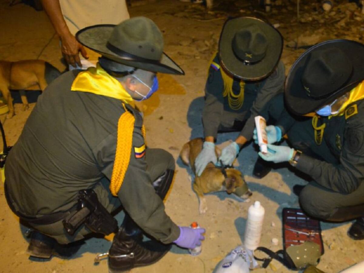 En Cartagena, policía entrega alimentos a caballos y perros