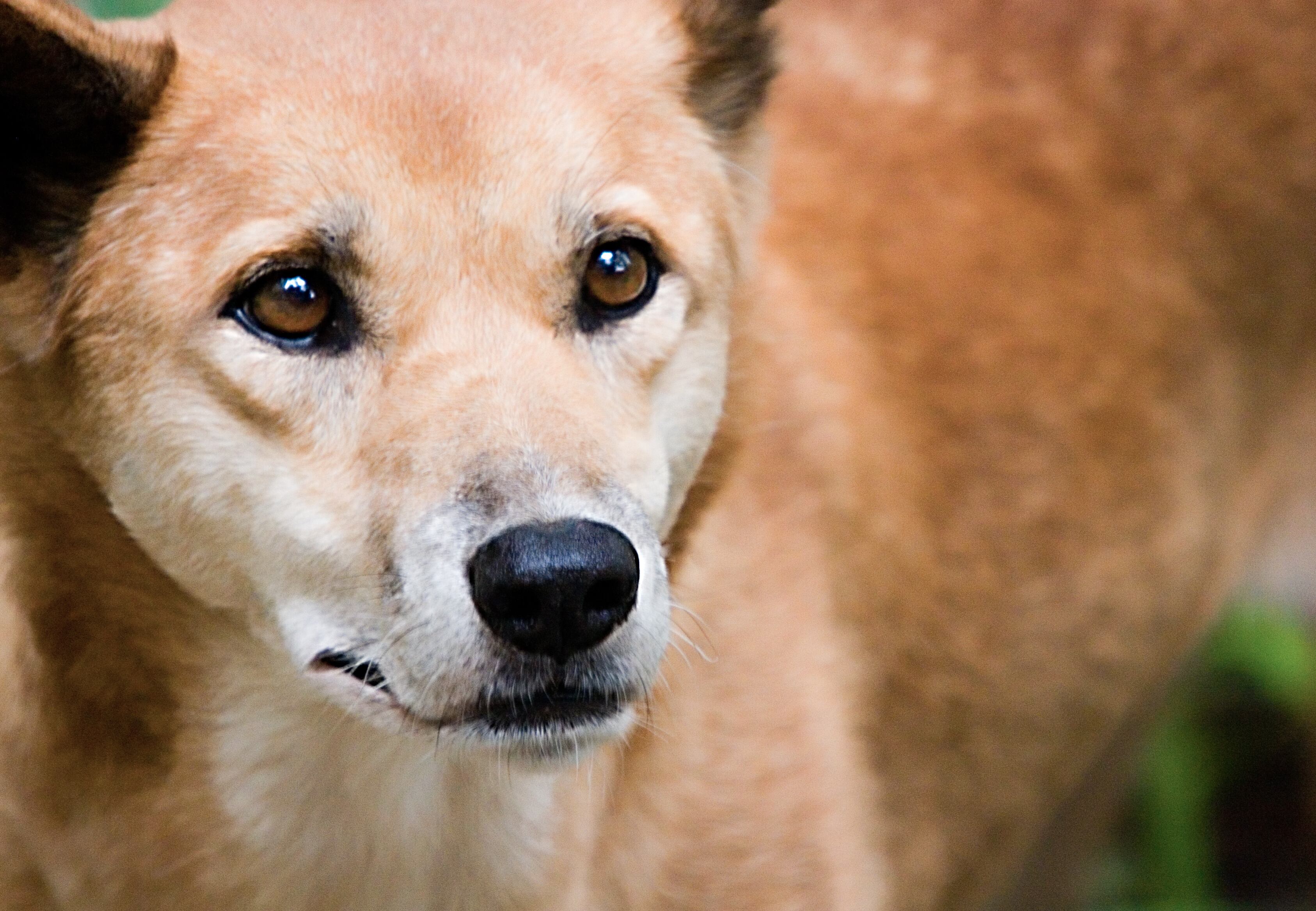 Dingo, imagen de referencia - Getty Images