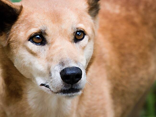 Dingo, imagen de referencia - Getty Images