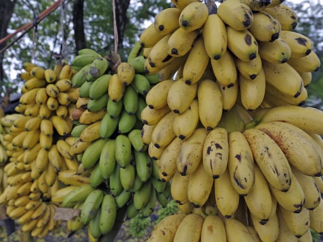 Sustitución de banano y plátano mitigaría la expansión del hongo Fusarium
