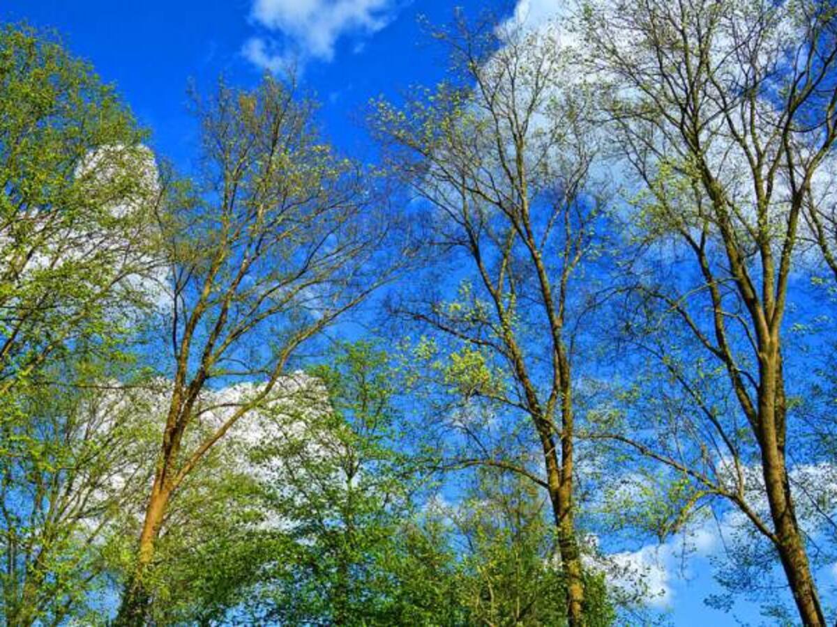 CAR Cundinamarca e industria de la madera firman acuerdo de manejo sostenible