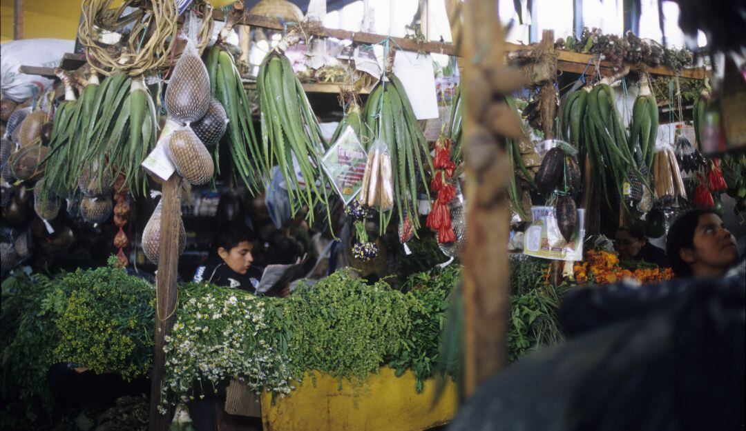 Plantas medicinales en Paloquemao