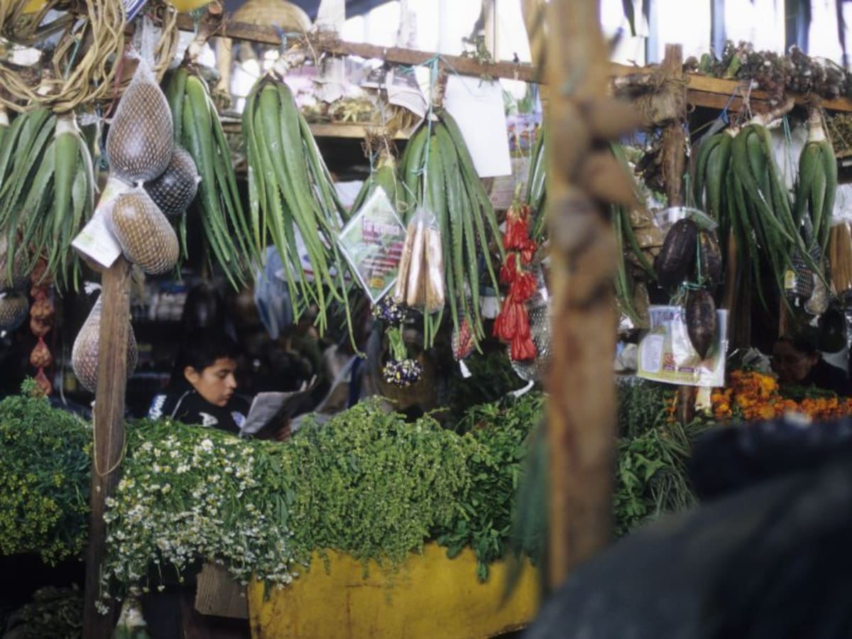¿Está en peligro el uso y la tradición de las plantas medicinales?