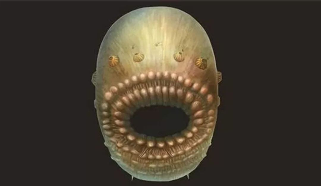 Reconstrucción artística de Saccorhytus coronarius.  Cambridge University 