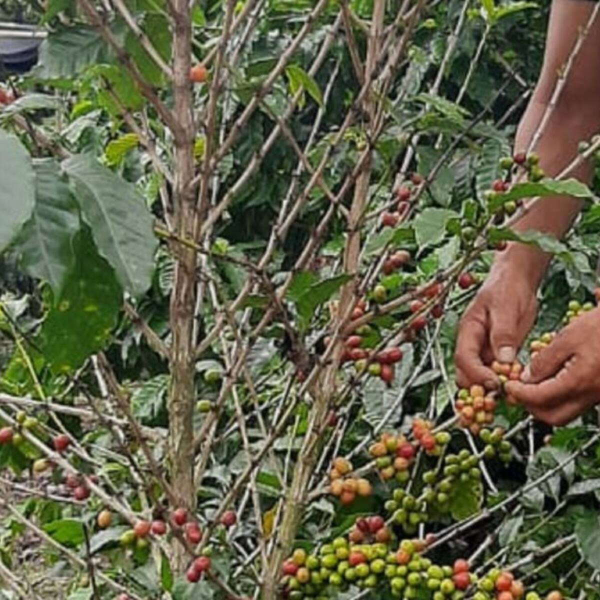 Primer recolector de café confirmado con COVID-19 en el Quindío