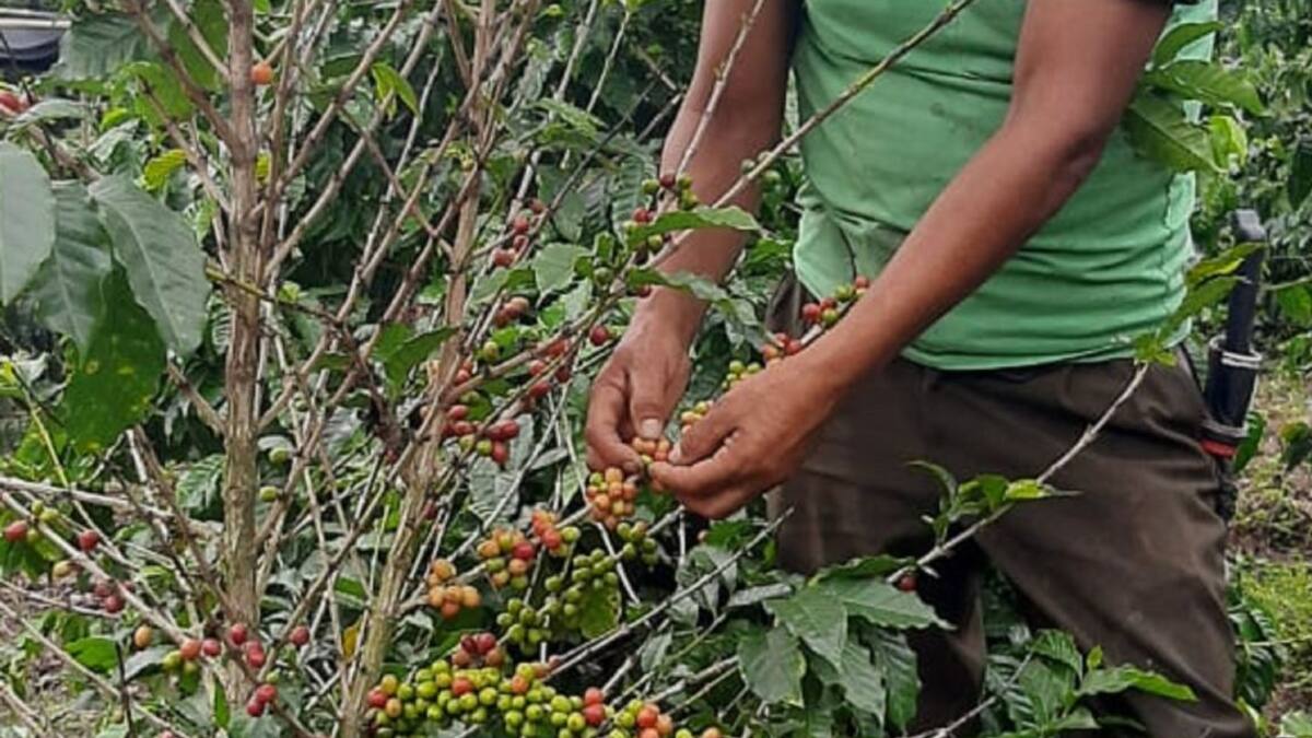 Presencia Total. El plan para garantizar la seguridad de la Cosecha cafetera en Suroeste