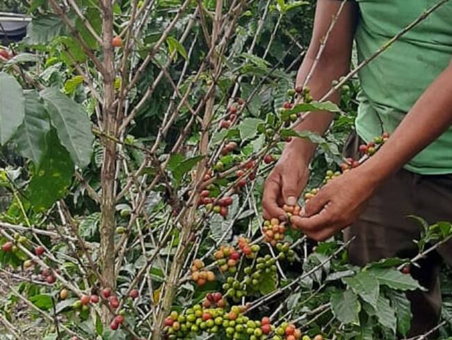Primer recolector de café confirmado con COVID-19 en el Quindío
