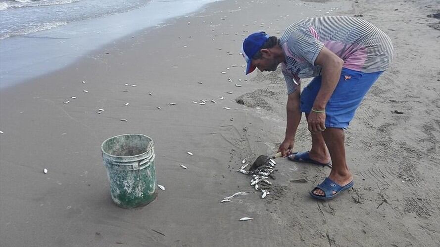 Investigan mortandad de peces en Guapi, Cauca. Foto: Colprensa