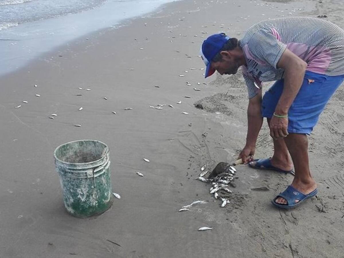 Investigan mortandad de peces en Guapi, Cauca