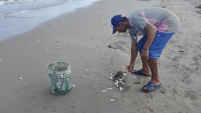 Investigan mortandad de peces en Guapi, Cauca. Foto: Colprensa