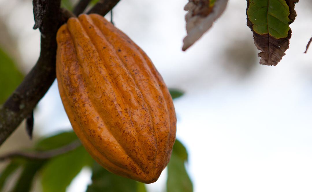 Cacao