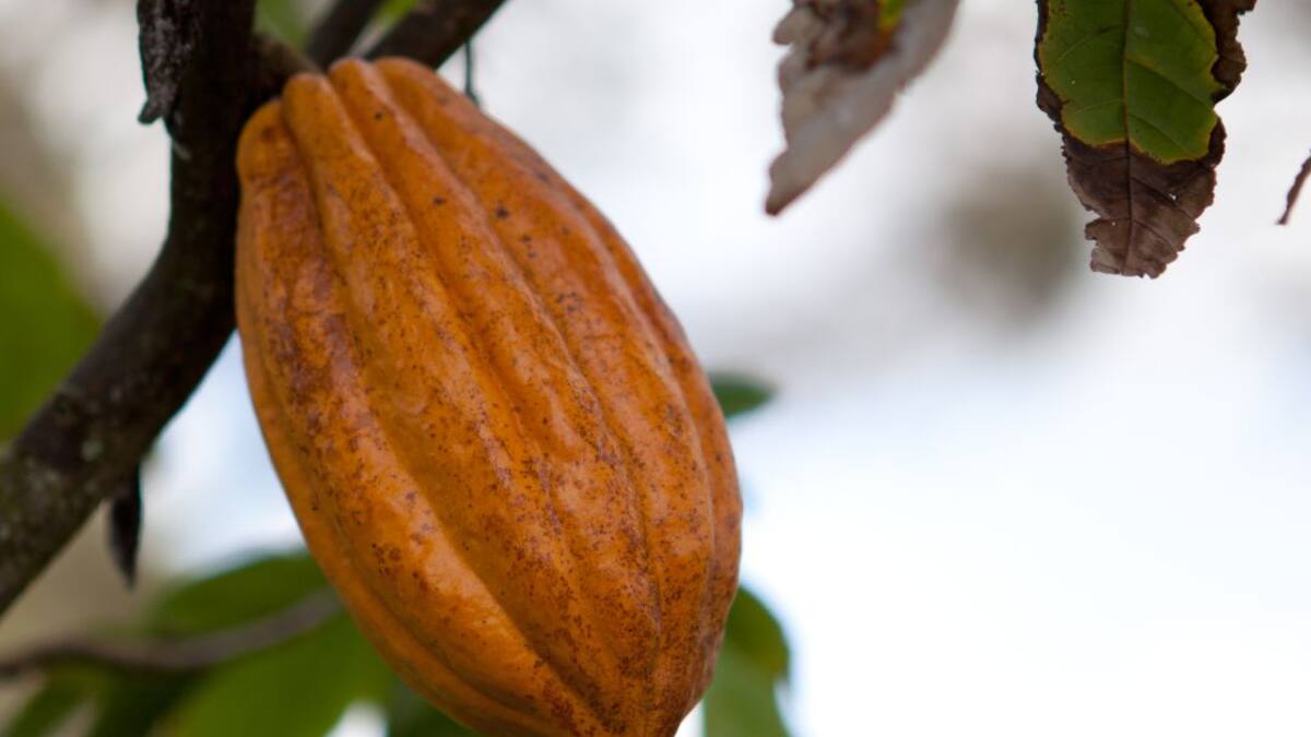 Viveros para la paz, para mejorar la calidad del cacao