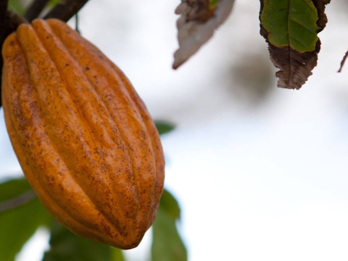 Viveros para la paz, para mejorar la calidad del cacao