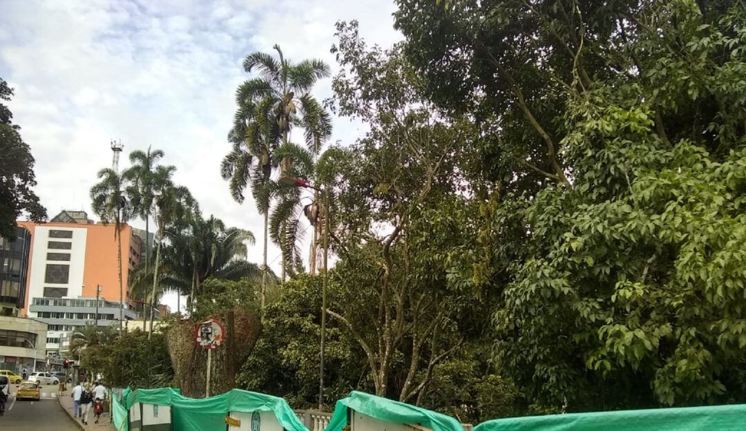 Tala de árboles Parque Centenario Ibagué