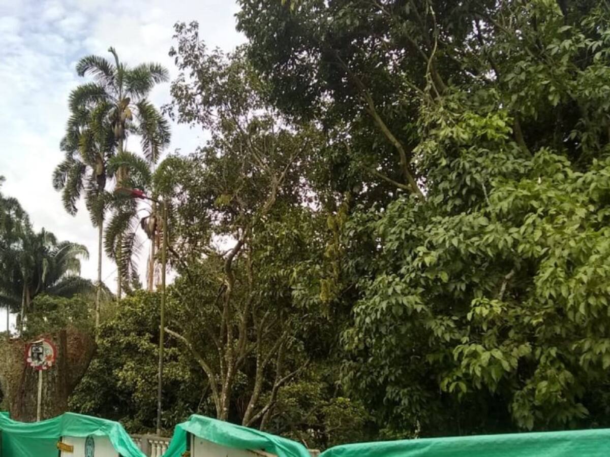 Cortolima advirtió que árboles del Centenario si representaban un riesgo