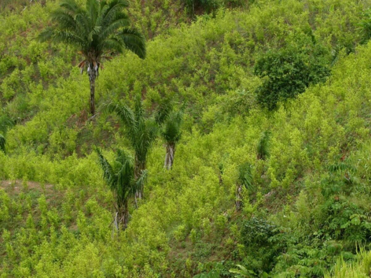 Se han erradicado cerca de 50.000 hectáreas de Coca en Colombia