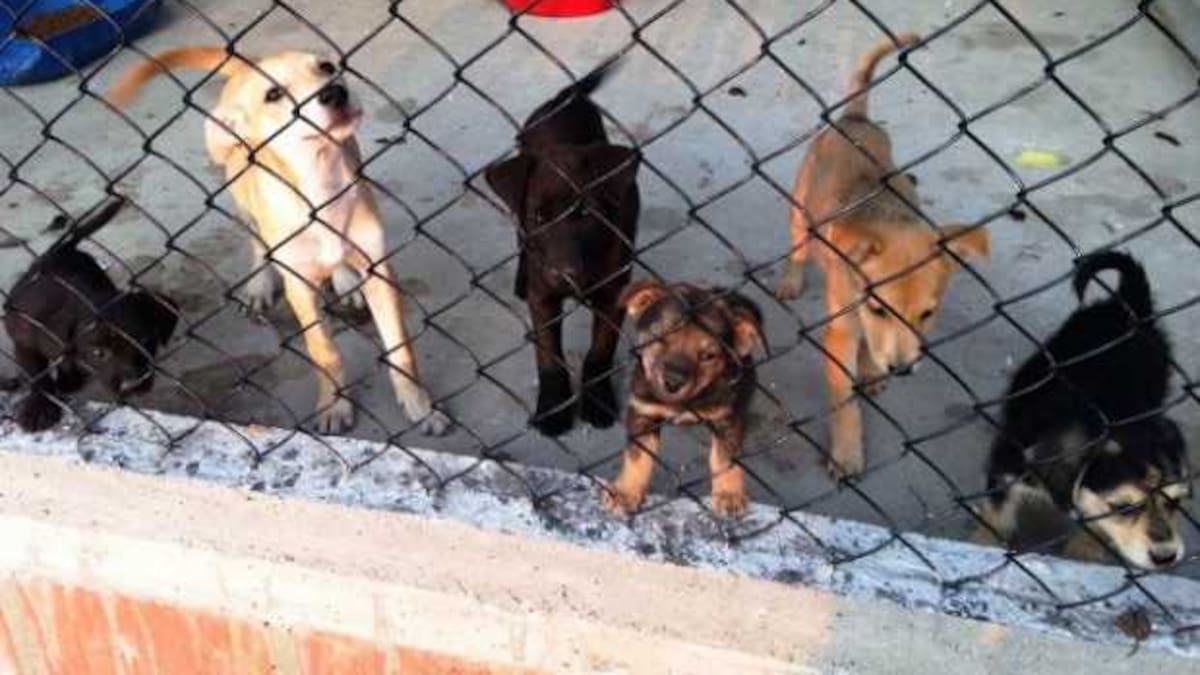 Ordenan cierre parcial del albergue animal de municipio de Villamaría, Caldas
