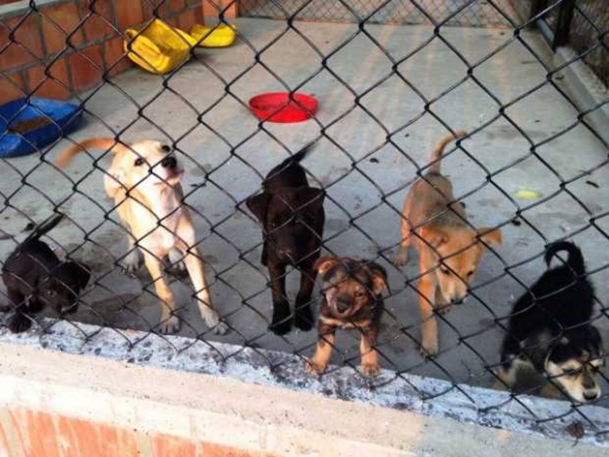 Ordenan cierre parcial del albergue animal de municipio de Villamaría, Caldas