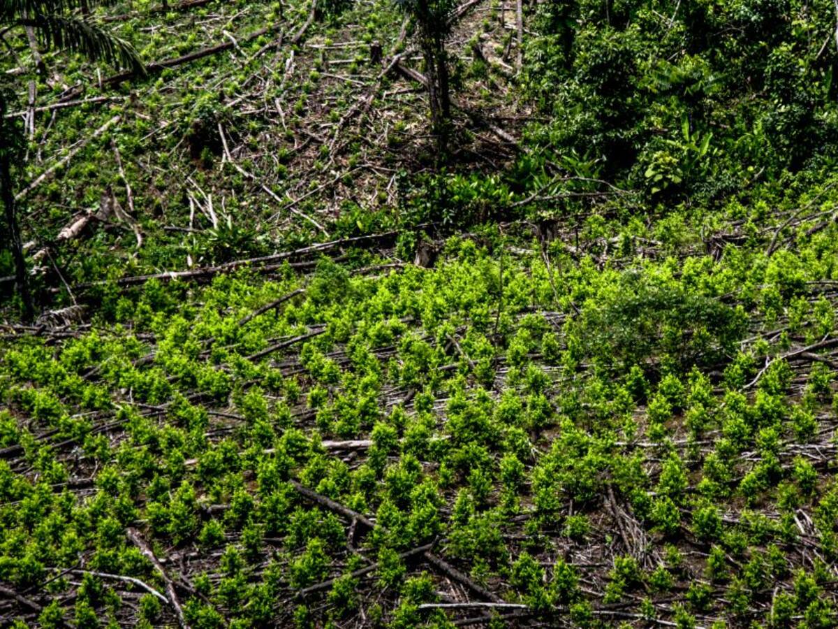 Víctimas de Mapiripán habían negociado para explotar cultivo de coca