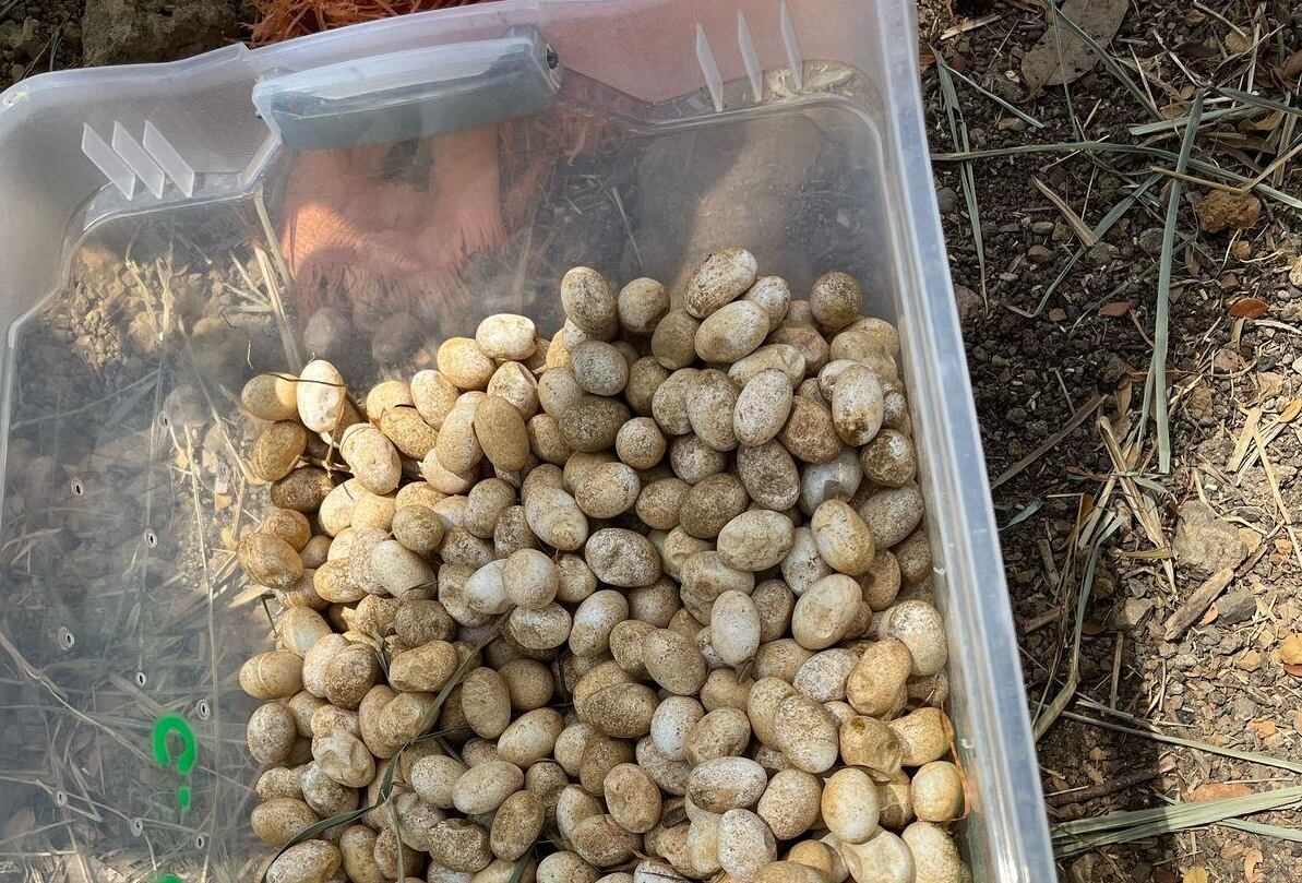 Huevos de iguana hallados en el barrio Bonanza en Montería.