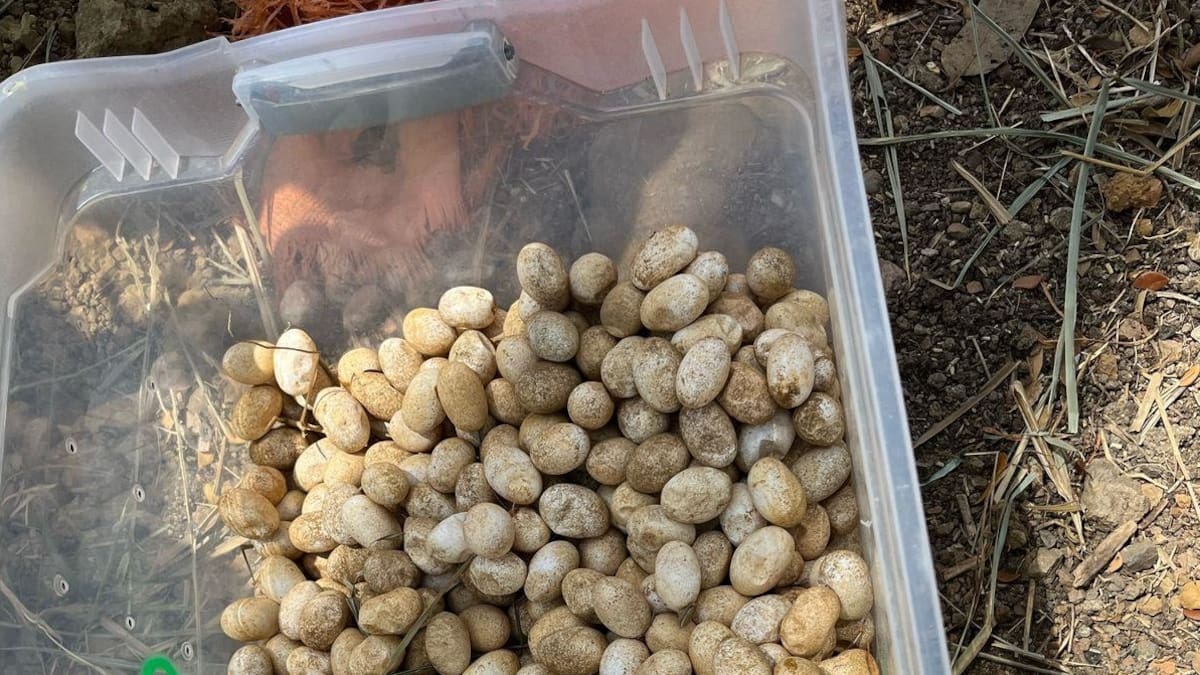 Descubren nido con 500 huevos de iguana en el barrio Bonanza de Montería