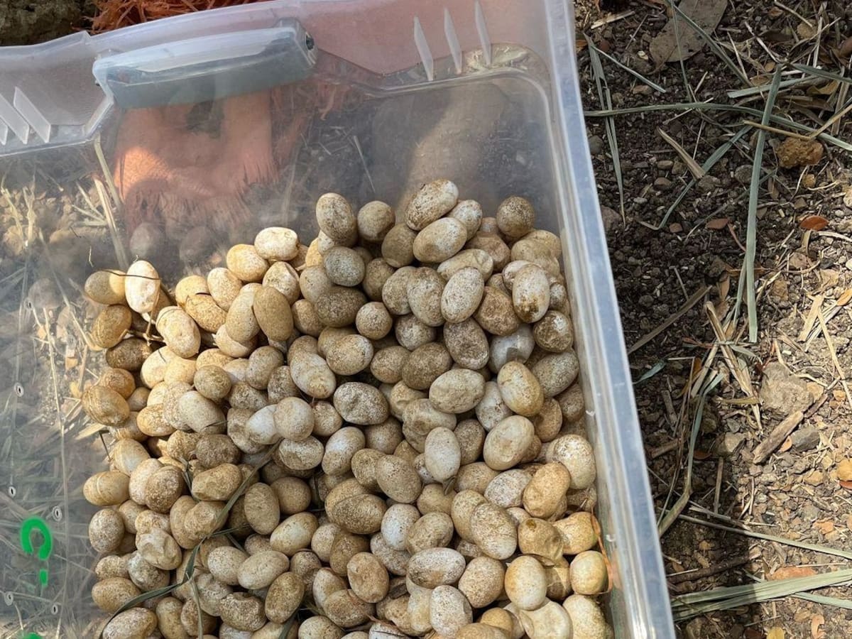 Descubren nido con 500 huevos de iguana en el barrio Bonanza de Montería