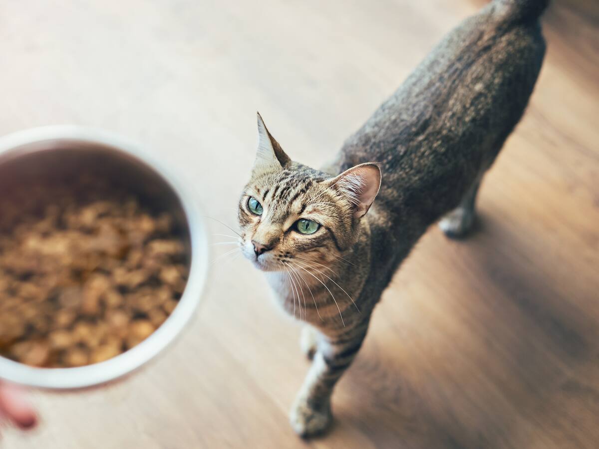 Estudio revela por qué a los gatos les gusta tanto el atún