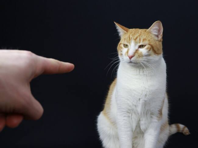 Gato es regañado por su dueño // Getty Images