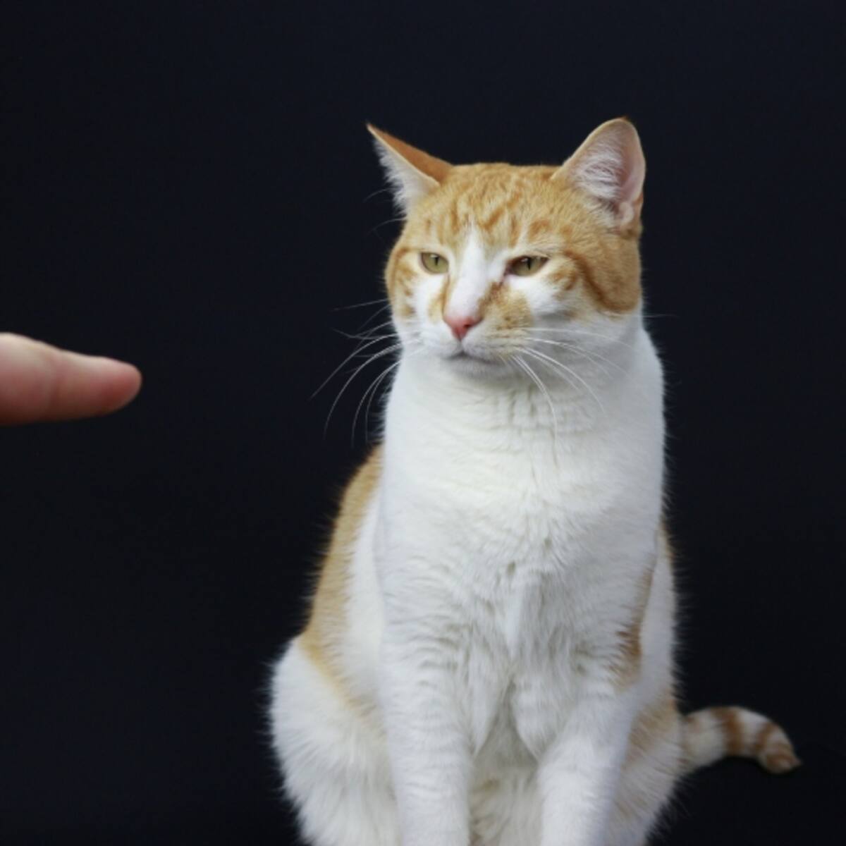 ¿Los gatos entienden los regaños? Esto puede hacer si su mascota se porta mal