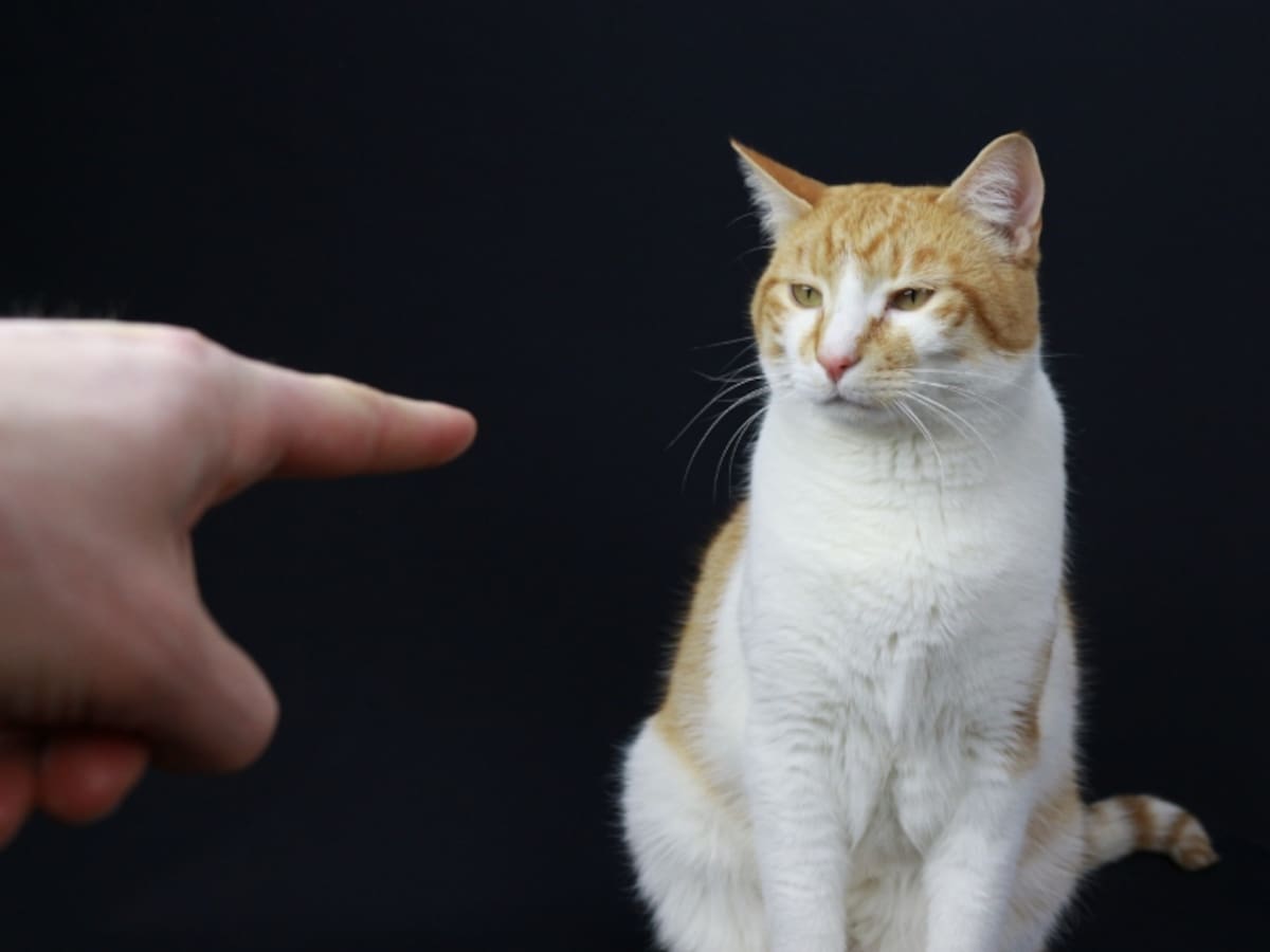 ¿Los gatos entienden los regaños? Esto puede hacer si su mascota se porta mal