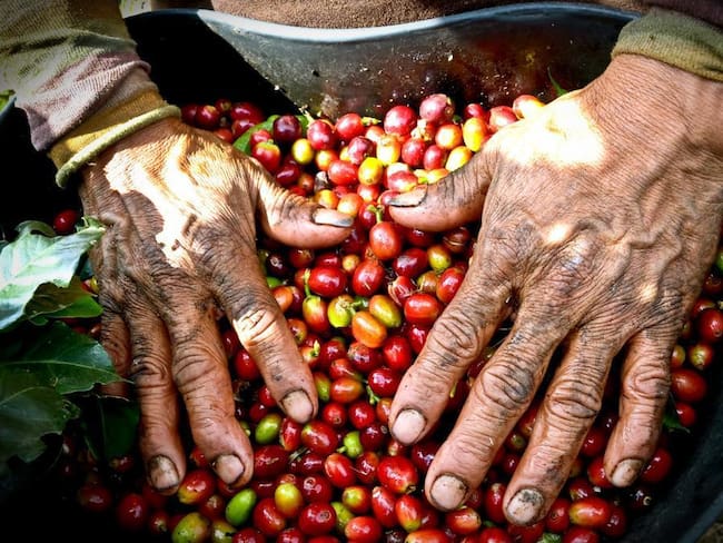 Federación Nacional realiza ajustes para mejorar el precio interno del café en Colombia