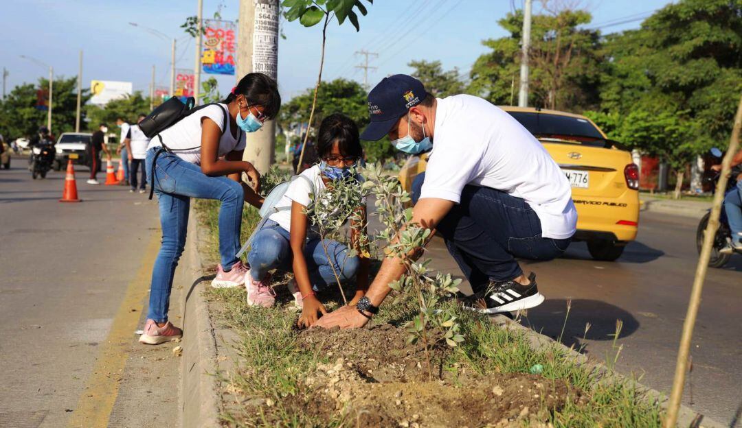 1.000 árboles fueron sembrados en la transversal 54 de la ciudad de Cartagena, entre el CAI de Ceballos y la bomba ubicada del sector El Amparo