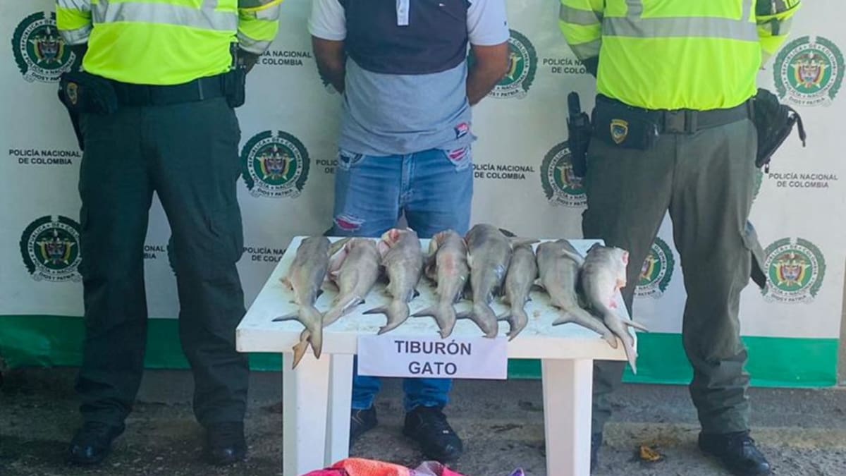 Cae un hombre con 35 pequeños tiburones gatos en Santa Marta