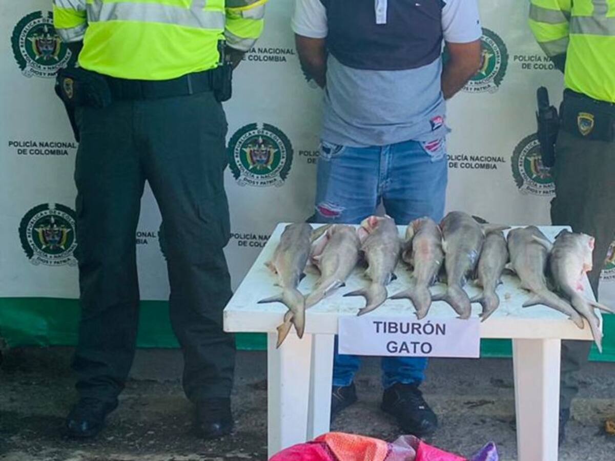 Cae un hombre con 35 pequeños tiburones gatos en Santa Marta