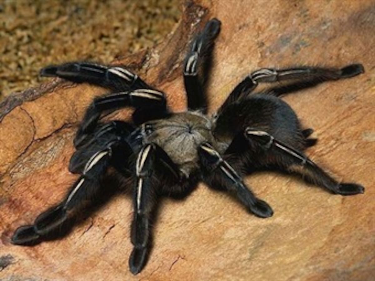 Telarañas sirven para suturar heridas