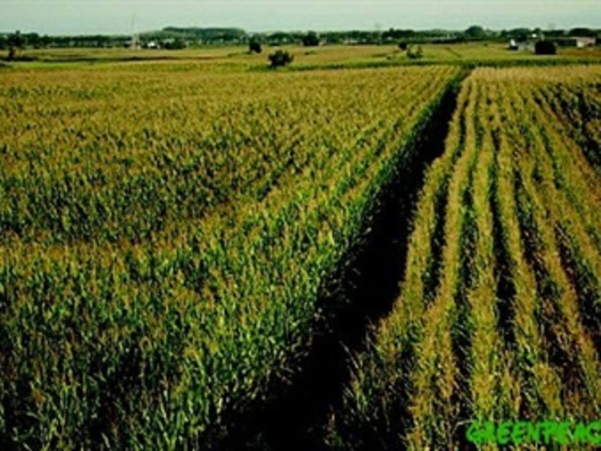 Los países de la UE rechazan 'nacionalizar' el cultivo de los transgénicos
