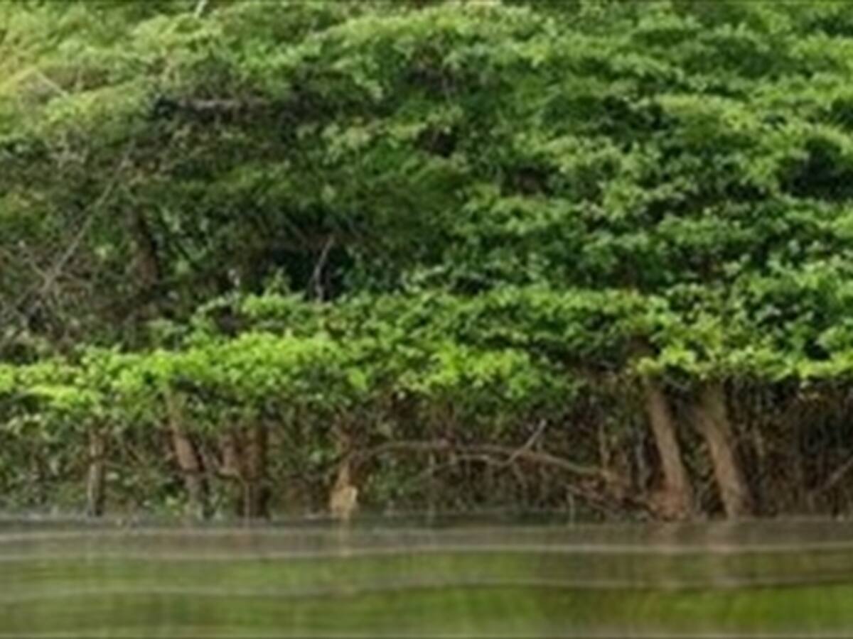 La deforestación en el Amazonas impacta en el cambio climático