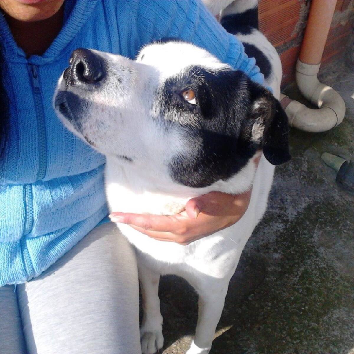 Diana Martínez nos mandó la foto de su perrito Lucas, una mirada llena de mucho amor