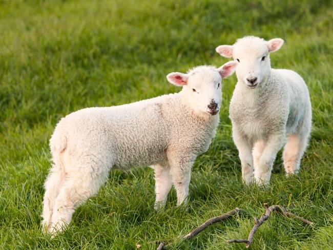 Condenan a granjero por dar puñetazos a ovejas en la cara